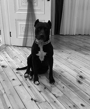 cütlə: Pitbul, 2 il, Erkək, Cütləşmə üçün, Ünvandan götürmə — 6