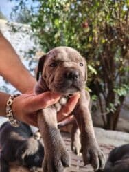 коне корса: 1 месяц, С прививками, Самовывоз, Бесплатная доставка, Платная доставка — 7