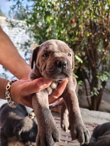 кане корсо цена: 1 ay, Peyvəndli, Ünvandan götürmə, Pulsuz çatdırılma, Ödənişli çatdırılma — 12