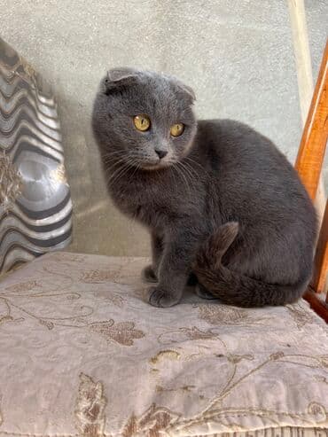 heyvan geyimleri: Şotland, Dişi, Yaxşı əllərə, Ünvandan götürmə — 2