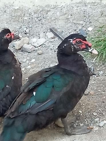 lal ördək: Musk ördəkləri (qara-yaşıl parıltılı lələklər, qırmızı üz — 4