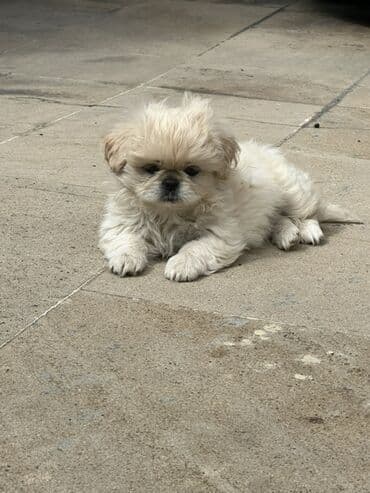 pekines balaları: Pekines, 3 ay, Peyvəndli — 3