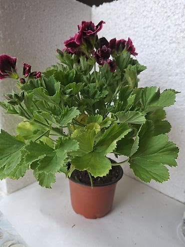 it pisik sekilleri: Pelargonium (Regal geranium) – bənövşəyi-bordo rəngli, qatlannaşmış — 1