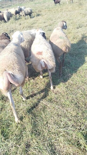 bakida cins ineklerin satisi: Dişi, il: 1, 50 kq, Damazlıq, Ünvandan götürmə — 9