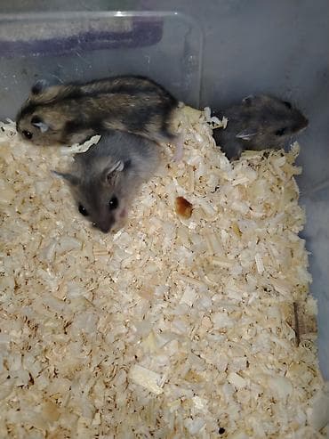 ev goyercinleri: 1 ayliqdilar❗❗ 🐁🐀 1 ededin qiymeti 3 azn dir❗〰️❗ 🐀🐀🐀🐁 Qara və boz — 5