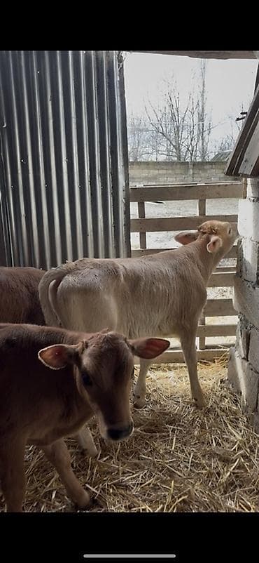 cins ineklerin satisi 2019: Satışda: dana balaları - Növ: yerli cins ətlik/südlük istiqamətə — 10