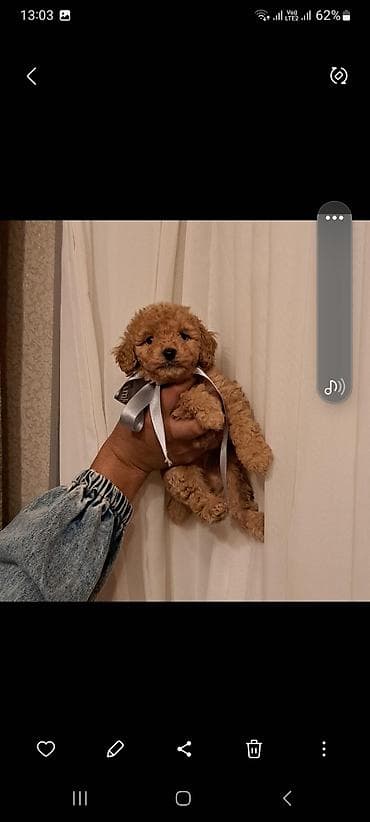 pudel: Pudel, 1 ay — 3