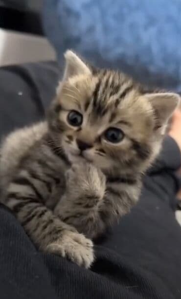 pulsuz pişik balalari 2019: Şotland, Yaxşı əllərə, Ödənişli çatdırılma — 1