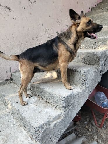 немецкая овчарка цена в баку: Немецкая овчарка, 1 год, Самка, С прививками, Самовывоз — 3