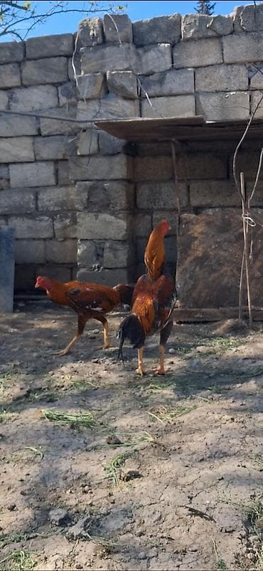 avcarka satisi: Heyratı beçə satılır 7 aylıqdı təzə təzə aylır boş bekar adamlar — 3