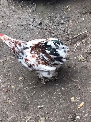 ördək balası və cücə: Cücələr – xırda ölçülü, dekorativ tip Məhsul təsviri: Qiymet birine — 8