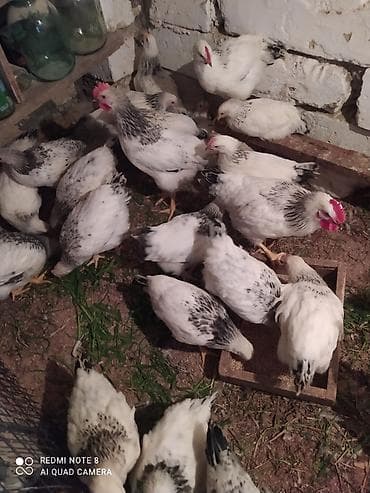 heyrati feresi: Serebrist fereler 6.50 xoruzlar 7 manatdan ünvan Hökməli 40 denedi tam — 9