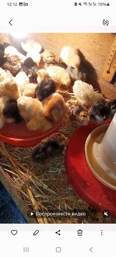 cuce fermasi: Toyuq cücələri, Damazlıq, Ünvandan götürmə — 3