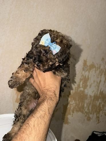 dovsan satisi: Pudel, 2 ay, Erkək, Peyvəndli, Pulsuz çatdırılma — 6