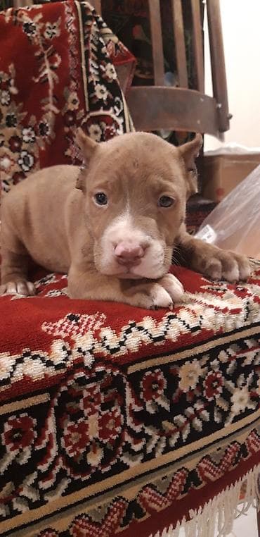 pitbull balası: Pitbul — 4