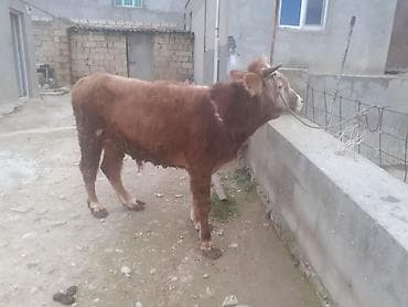 Птицы: Теленок, Самка, месяцев: 1, 100 кг, Для мяса, Самовывоз, Платная доставка — 7
