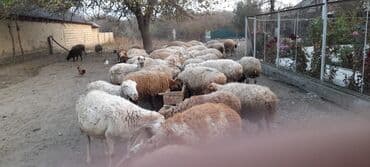 cucə və xoruz təmsil: Qoyun sürüsü satılır. ümumi 80 baş 60 quyun 10 yay quzusu 10 — 5