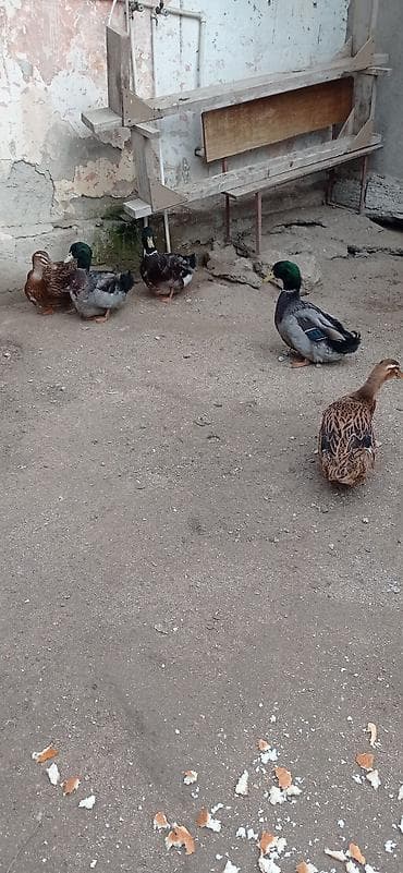 Собаки: Самец, Для мяса — 3