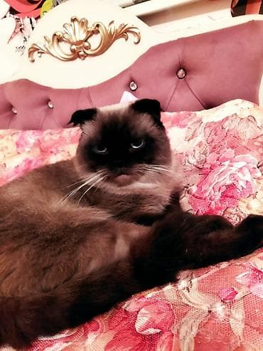 pişik eşyalari: Şotland yastı qulaq — 3