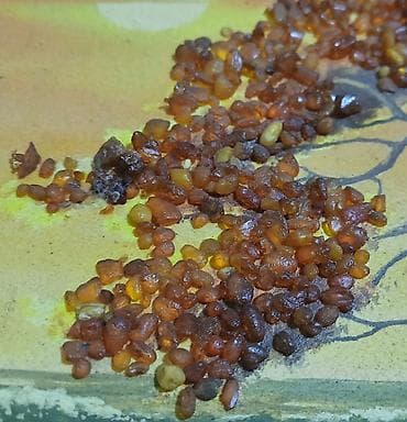 Bayram məhsulları: Картина из натурального янтаря. - Mövzu: gün batımında dəniz — 4