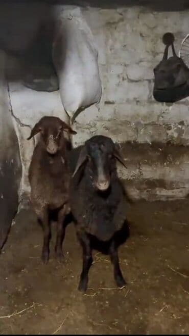 2 baş erkek qoyun qala cinsi 8 ayliqdilar REAL ALİCİLARA ENDİRİM