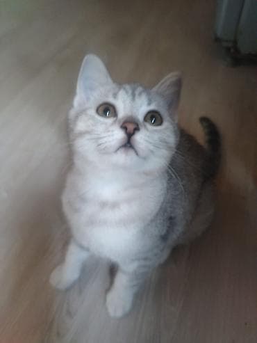 Gümüş rəngli, zolaqlı, qısa tüklü balaca pişik. Yumşaq, sıx kürkü, iri lalafo.az -da Gümüş rəngli, zolaqlı, qısa tüklü balaca pişik. Yumşaq, sıx kürkü, iri