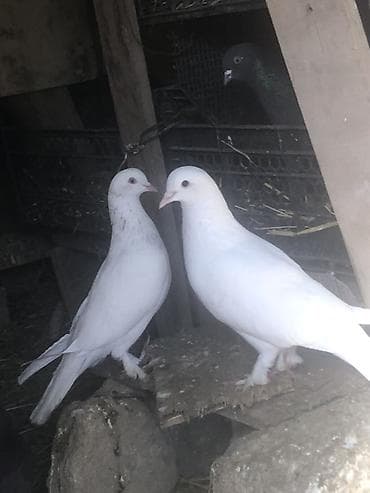 sağsağan quşu: Erkey maya satilir — 1