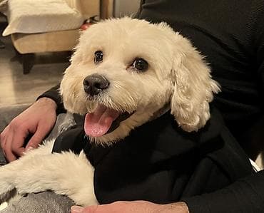 Собаки: Пудель, 4 года, Самец, Для вязки — 1