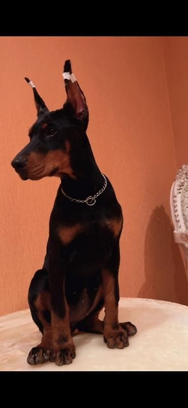 holstein inek satilir: Doberman, 3 ay, Dişi, Sənədli, Ünvandan götürmə, Pulsuz çatdırılma, Ödənişli çatdırılma — 4