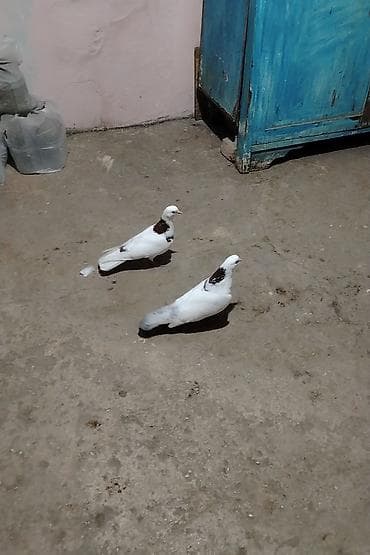 turac quşu qiyməti: Bir cut qirmizi boynu gulu ikside tutulmadi tecili satilir saglam — 1