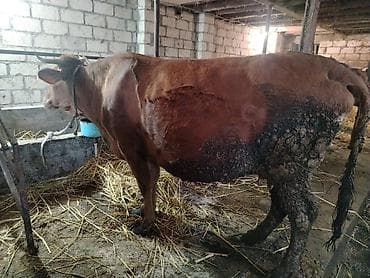 Dişi, il: 6, Südlük, Ünvandan götürmə