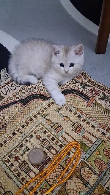 Gəmiricilər: Şinşilla, Dişi, Yaxşı əllərə, Ünvandan götürmə, Ödənişli çatdırılma — 8