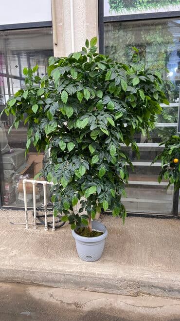 марал гель кыргызстан: 7 man baslayan qiymetler Depodan bir basa satis Mehsulkari olkeye — 10