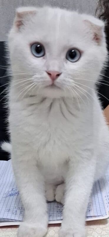 Akvariumlar: Şotland yastı qulaq — 1