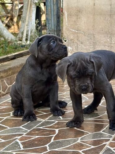 Собаки: Кане-корсо — 31