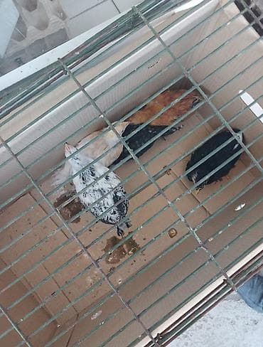 Toyuq cücələri, Damazlıq