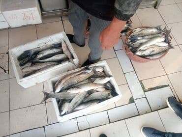 baliq tutmaq: Məhsul: Təzə balıq (xırman balığı – kefal tipli) Təsvir: - Günlük — 2