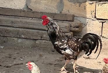 kend xoruzu: Tam sağlam xoruz satılır. 10 aylıqdır. Real alıcılar əlaqə saxlaya — 3