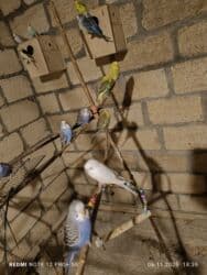 большая клетка для морской свинки: Dalmatin və müxtəlif rəng mutasiyalı dalğıç (büdcərigar) nimçələri - — 5