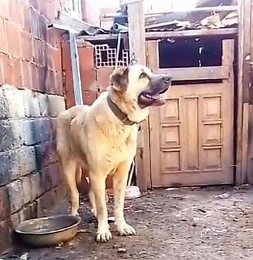 fransız buldoğu: Drakonun qizi Zara . 1 yaw 7 ay. ellewen diwidi. heyvannan — 2