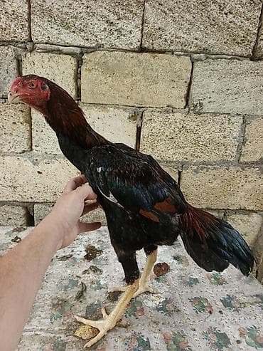 dağ toyuğu: Toyuq cücələri, Damazlıq, Ünvandan götürmə, Ödənişli çatdırılma — 4
