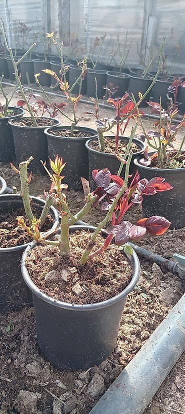 Dıpçəkdə hazır qızıl güllərin satışı. Körpə ştillərdi, tünd qırmızı