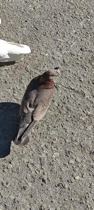 bulbul quşu: Öz göyərçinlərimdi. hər gün uçurduram, balaların almışam deyə say — 7