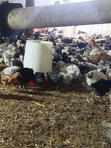 xarkov cuce: Toyuq cücələri, Ətlik, Pulsuz çatdırılma — 7