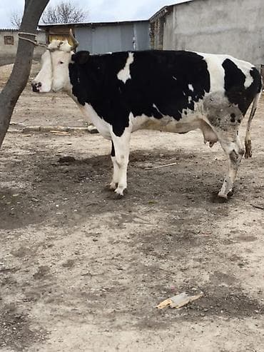 mal yemi: Qisir inekler və dogmamis duyeler 120-140 kq etleri olan heyvanlar var — 2