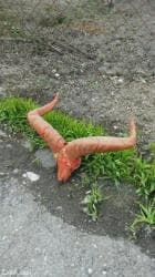 qurban bayrami qoyun sekilleri: Dag gocu. Kel. Alt cenesi yoxdur — 5