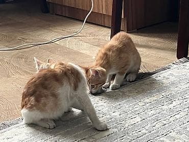 cins pisik cutlesdirme: Dişi, Yaxşı əllərə, Ünvandan götürmə, Pulsuz çatdırılma, Ödənişli çatdırılma — 2