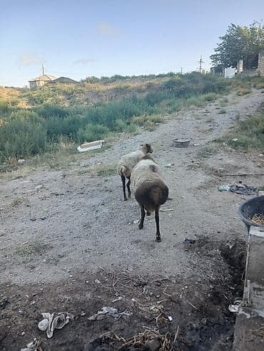 bakida at bazari: Qoyun və qoç – 2 baş

bogaz qoyun və qoc cüt satıram 700m — 9