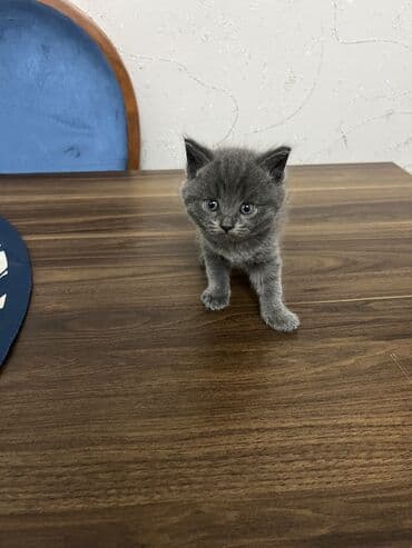 pişik cutləşmə: Britan, Erkək, Dişi, Ünvandan götürmə — 3