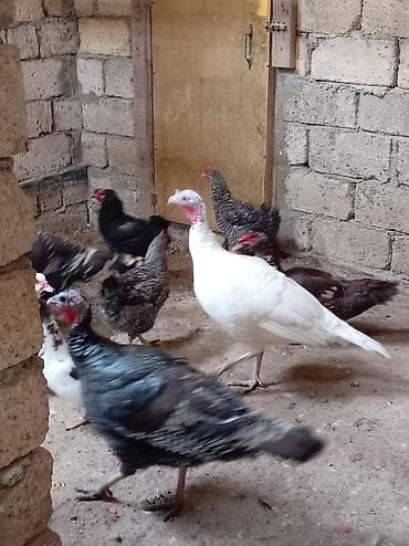 hinduska kanada: Əssalım əleykum əvvəla Allahın salamı olsun hər kəsə 5 ədəd 1 illiyi — 2